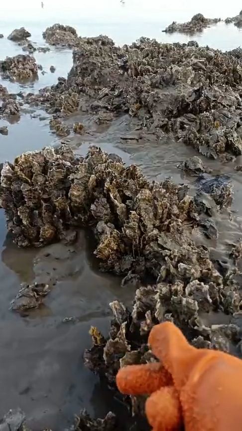海滩退潮现生蚝盛宴，市民乐享自然馈赠